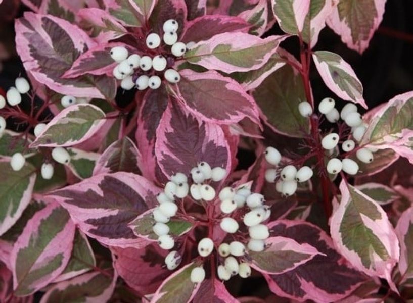 Дерен білий Елегантісіма. (Cornus alba Elegantissima) С3 CS2804 фото