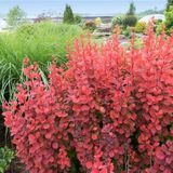 Барбарис Тунберга Оранж Рокет. (Berberis thunbergii Orange Rocket) С3 CS2505 фото