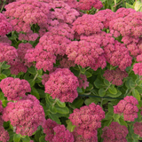 Очиток Осенняя радость (Sedum Autumn Joy) Р12 00097 фото