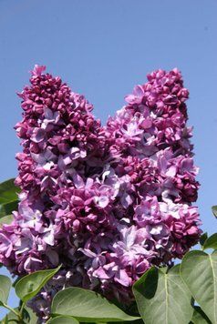 Сирень обыкновенная Президент Пуанкаре. (Syringa vulgaris President Poincare) С4, 3-летка CS2955 фото
