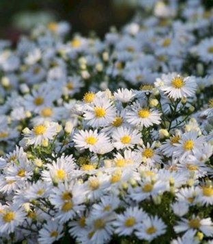 🌸 Астра кустарниковая Аполло (Aster dumosus 'Apollo') Р9 V128609 фото