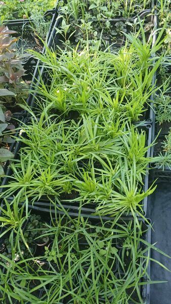 Лиатрис колосковый Mix (Liatris spicata) С1 VS1847 фото