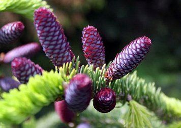 Ель Вильсона. (Picea Wilsonii) C2 CS2052 фото