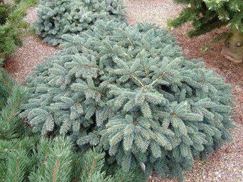 Ялина колюча Вальдбрун. (Picea pungens Waldbrunn) контейнер С10 V70194 фото