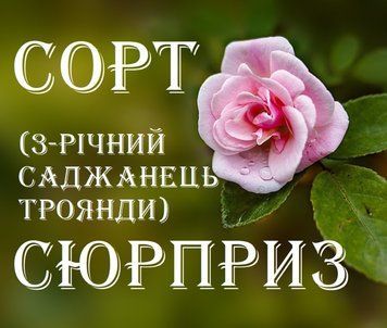 Роза сорт СЮРПРИЗ. в КОНТЕЙНЕРЕ 3-летка CS1075 фото