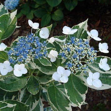 Гортензия крупнолистная Триколор. (Hydrangea macrophylla Tricolor) С3 CS3762 фото