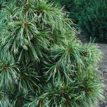 Сосна корейская/кедровая Джек Корбит. (Pinus koraiensis Jack Corbit) С35 CS2352 фото