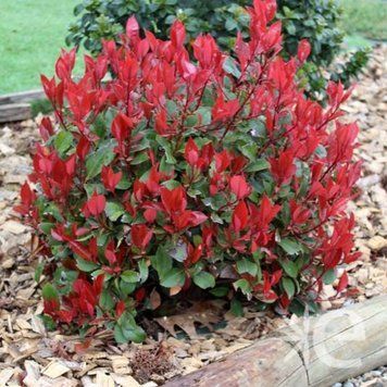 Фотиния фразера Литл Ред Робин. (Photinia fraseri Little Red Robin) С10 CS2452 фото