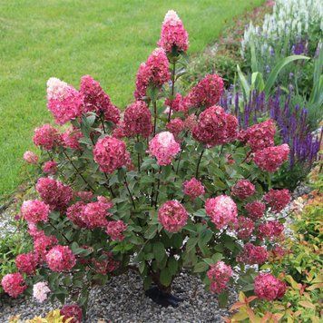 Гортензия метельчатая Ренсам/Самарская Лидия. (Hydrangea paniculata Rensam/Samarskya Lydia) С2 CS2755 фото