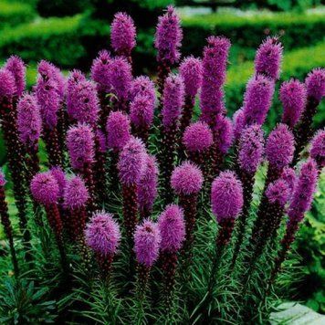 Лиатрис колосковый Mix (Liatris spicata) С1 VS1847 фото