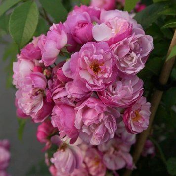 Роза Лавендер Силуэтта. (Lavender Siluetta) Плетистая CS0625 фото