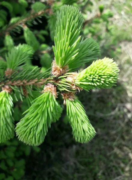 Ель Вильсона. (Picea Wilsonii) C2 CS2052 фото