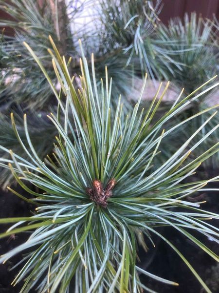 Сосна корейская/кедровая Джек Корбит. (Pinus koraiensis Jack Corbit) С35 CS2352 фото