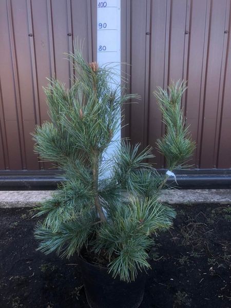 Сосна корейская/кедровая Джек Корбит. (Pinus koraiensis Jack Corbit) С35 CS2352 фото