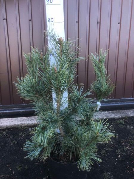 Сосна корейская/кедровая Джек Корбит. (Pinus koraiensis Jack Corbit) С35 CS2352 фото