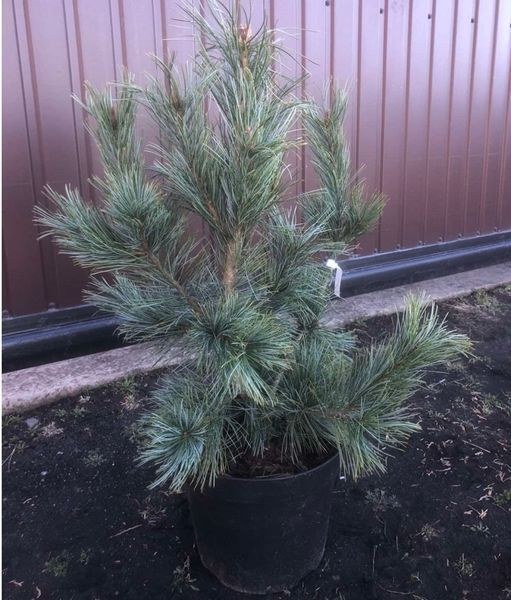 Сосна корейская/кедровая Джек Корбит. (Pinus koraiensis Jack Corbit) С35 CS2352 фото