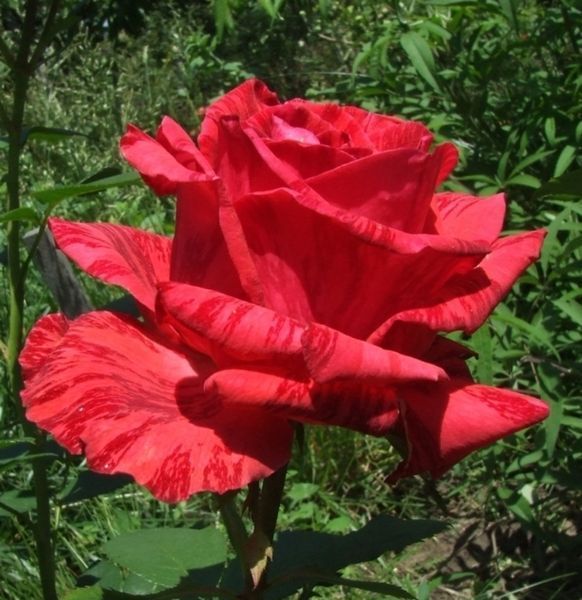 Ред Інтуїшин Red Intuition (Delbard, 1999) &mdash; справжня ікона серед чайно-гібридних троянд