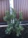 Сосна корейская/кедровая Джек Корбит. (Pinus koraiensis Jack Corbit) С35 CS2352 фото 5