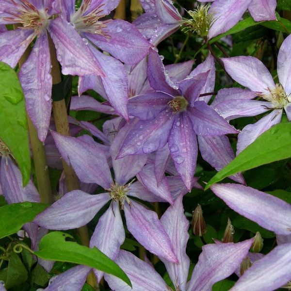 Клематіс Дороті Вальтон/Багатель. (Clematis Dorothy Walton/Bagatelle) ІІІгрупа