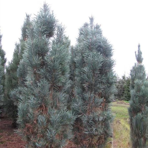 Сосна обыкновенная Фастигиата. (Pinus sylvestris Fastigiata) С7,5 CS2302 фото