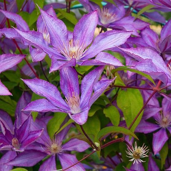 Клематіс Дороті Вальтон/Багатель. (Clematis Dorothy Walton/Bagatelle) ІІІгрупа