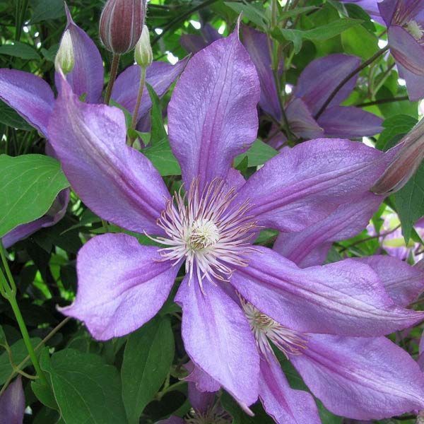 Клематіс Дороті Вальтон/Багатель. (Clematis Dorothy Walton/Bagatelle) ІІІгрупа