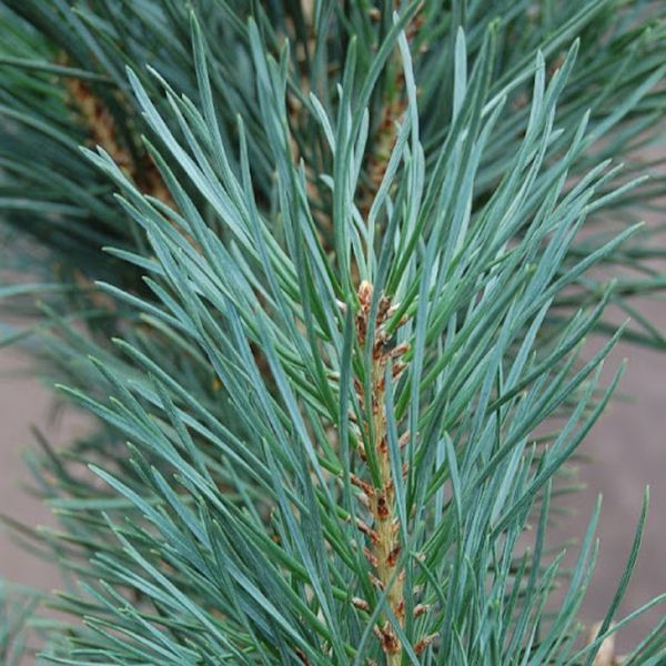 Сосна обыкновенная Фастигиата. (Pinus sylvestris Fastigiata) С7,5 CS2302 фото