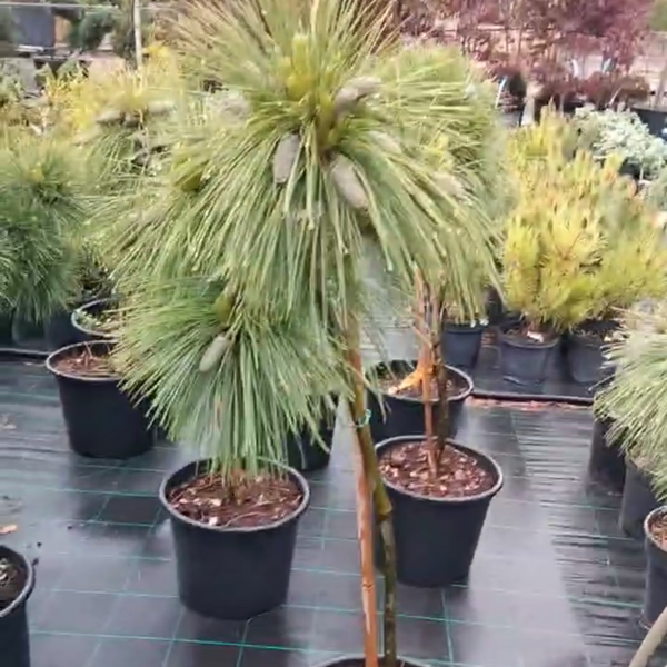 Сосна Шверина Витхорст. (Pinus schwerinii Wiethorst) ШТАМБ 100-120 V00592 фото