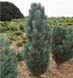 Сосна обыкновенная Фастигиата. (Pinus sylvestris Fastigiata) С7,5 CS2302 фото 1