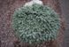 Ель колючая 'Вальдбрун'. (Picea pungens 'Waldbrunn') контейнер С2 V70194 фото 2