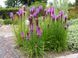 Лиатрис колосковый Mix (Liatris spicata) С1 VS1847 фото 2