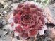 Молодило гибридное Отелло (Sempervivum hybridum Othello) V10083 фото 2