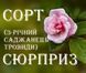 Троянда сорт СЮРПРИЗ. У КОНТЕЙНЕРІ 3-річка CS1075 фото 1