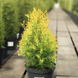 Туя західна Sunny Smaragd /Thuja occidentalis Sunny Smaragd С3 R34351 фото 2