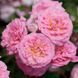 Троянда Світ Дріфт. (Sweet Drift) Ґрунтопокривна У КОНТЕЙНЕРІ Velet CS0275 фото 3