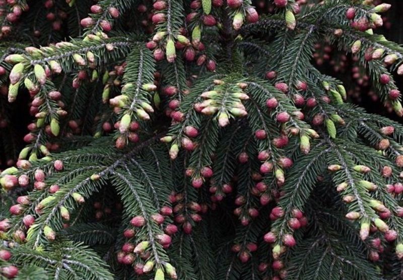 Ель Вильсона. (Picea Wilsonii) C2 CS2052 фото