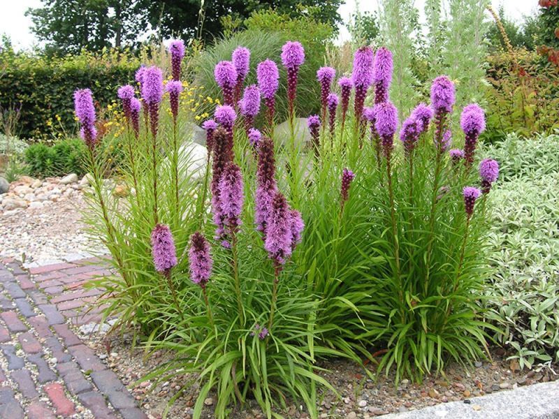 Лиатрис колосковый Mix (Liatris spicata) С1 VS1847 фото