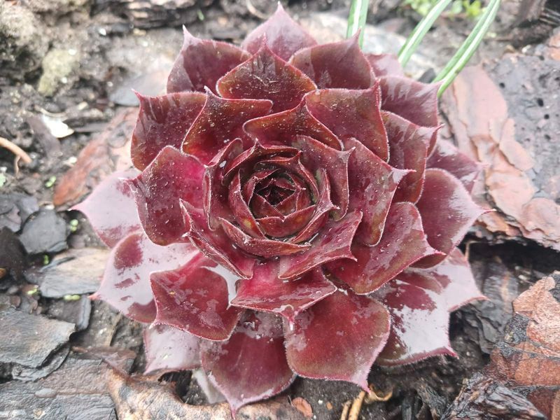 Молодило гибридное Отелло (Sempervivum hybridum Othello)