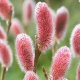 Верба Японська рожева тонкостовпчикова Маунт Асо. (Salix gracilistyla Mount Aso) C3 V10084 фото