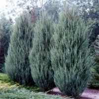 Ялівець скельний 'Блю Ерроу'. (Juniperus scopulorum 'Blue Arrow') КОМ, вис.120-140см CS2203 фото