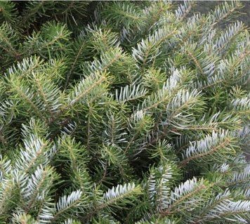 Ель сербская. (Picea Omorika) С40, выс 140см+ CS2103 фото