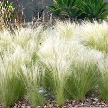 Ковыль Хвост пони (Stipa 'Ponytail') Р12 V7114 фото