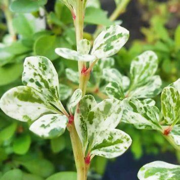 Барбарис Тунберга Сильвер Пилар. (Berberis thunbergii Silver Pillar) С3 CS2506 фото