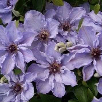 Клематис Миосотис. (Clematis Myosotis) В КОНТЕЙНЕРЕ 3-х ЛЕТКА