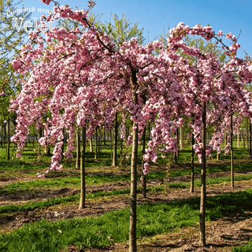 Сакура мелкопильчатая Кику-Шидаре. (Prunus serrulate Kiku-Shidare) (плакучая форма) НА ШТАМБЕ, 170-190см V12449 фото