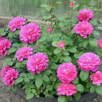 Роза Софи Роуз. (Sophy&rsquo;s Rose) Англ CS0376 фото