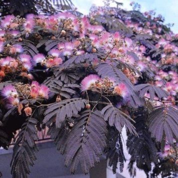 Альбиция ленкоранская Самер Шоколад. (Albizia julibrissin Summer Chocolate) С5 CS2453 фото