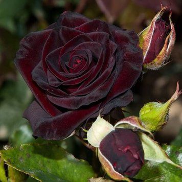 Роза Черная королева. (Black Queen) Плетистая в КОНТЕЙНЕРЕ Velet