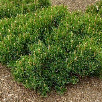 Сосна горная Мугус. (Pinus mugo var. Mughus) С1,5 CS2303 фото