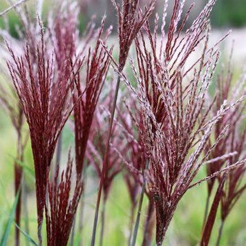 Мискантус китайский &laquo;Пикколо Рубино&raquo; &ndash; Miscanthus sinensis &lsquo;Piccolo Rubino&rsquo; (высота 40&ndash;60 см, горшок 3 л V10420 фото